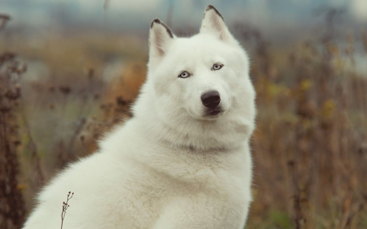 Обои Западно Сибирская лайка, Восточно Сибирская лайка, щенок, собака породы, гренландская собака в разрешении 2560x1600
