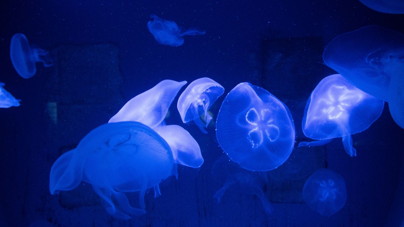 Обои Медуза, синий, cnidaria, морские беспозвоночные, морская биология в разрешении 5120x2880