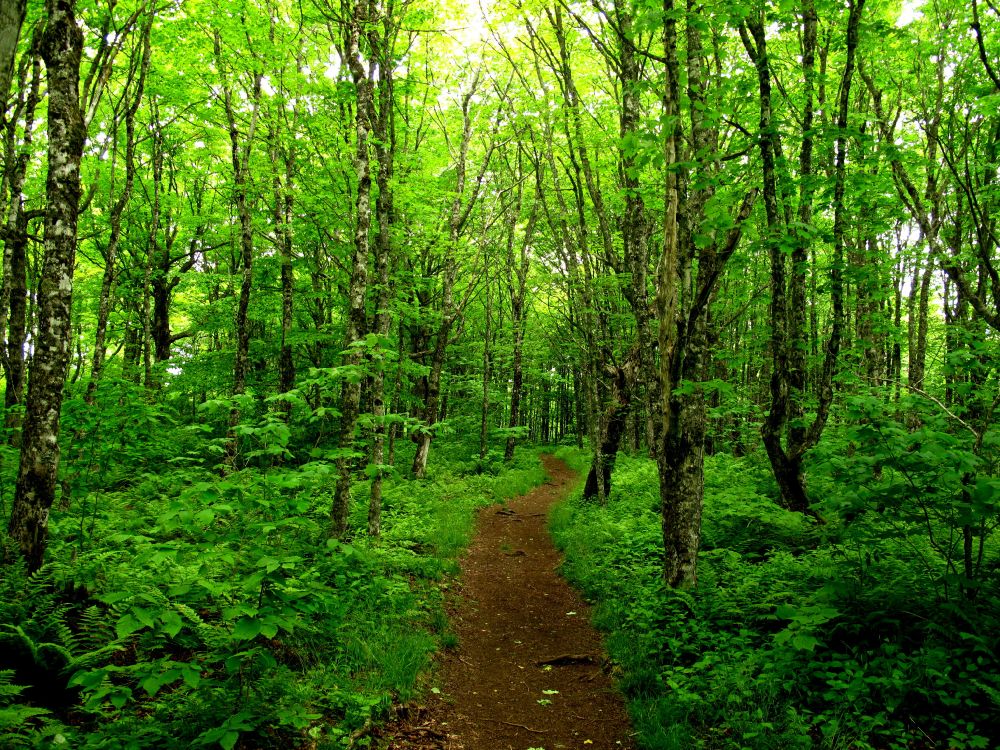 Обои лес, дерево, лесистая местность, природный заповедник, растительность в разрешении 3072x2304