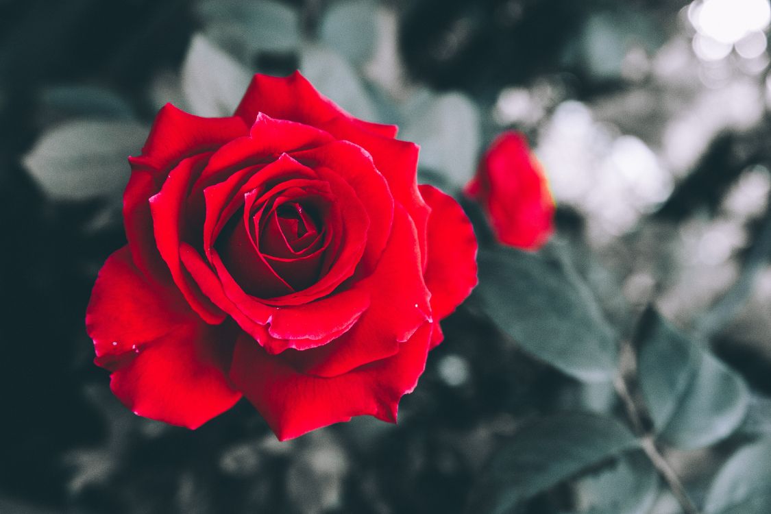 Обои Роза, сад роз, цветковое растение, красный цвет, флорибунда в разрешении 3872x2581