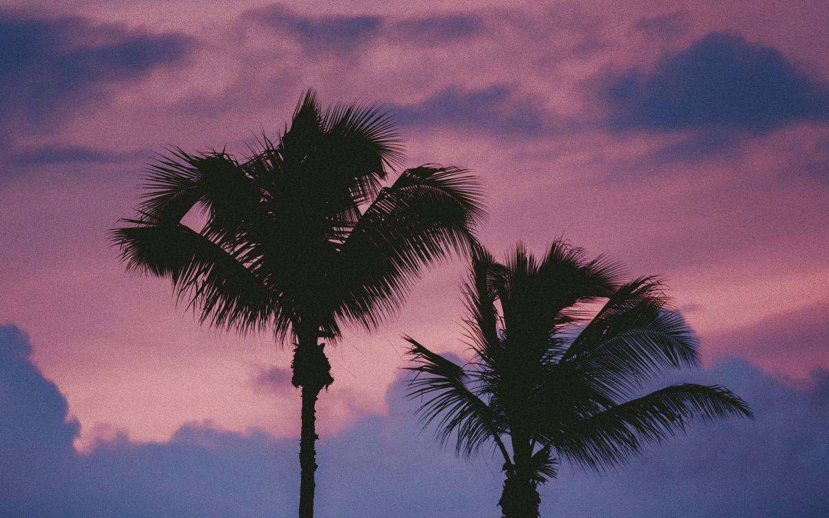 Обои дерево, Пальма, облако, древесные растения, Пальмоцветные в разрешении 2560x1600