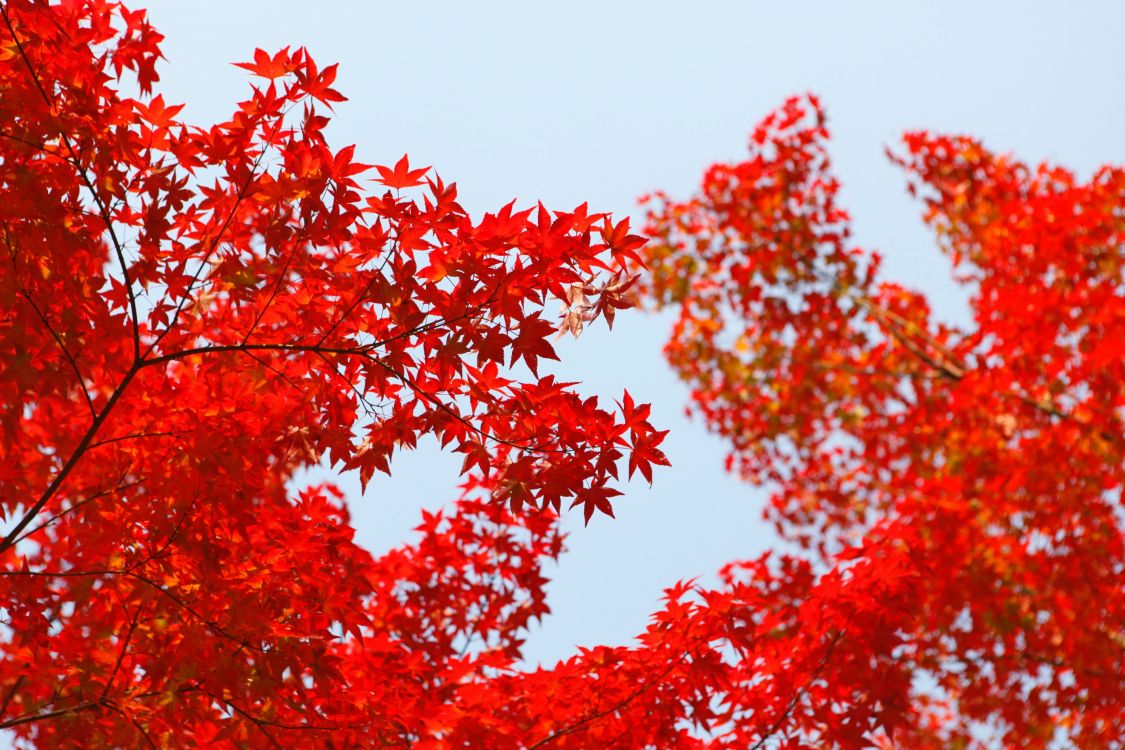 Обои красный цвет, дерево, лист, растение, древесные растения в разрешении 2784x1856
