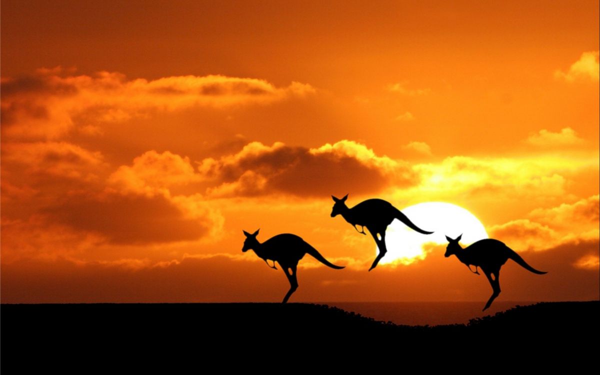 Обои живая природа, силуэт, закат, восход солнца, Австралийский постоянный житель в разрешении 2560x1600