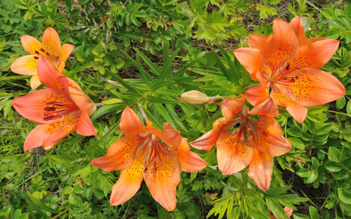 Обои Лилия, цветковое растение, оранжевая Лилия, растение, перуанские лилии в разрешении 2560x1600