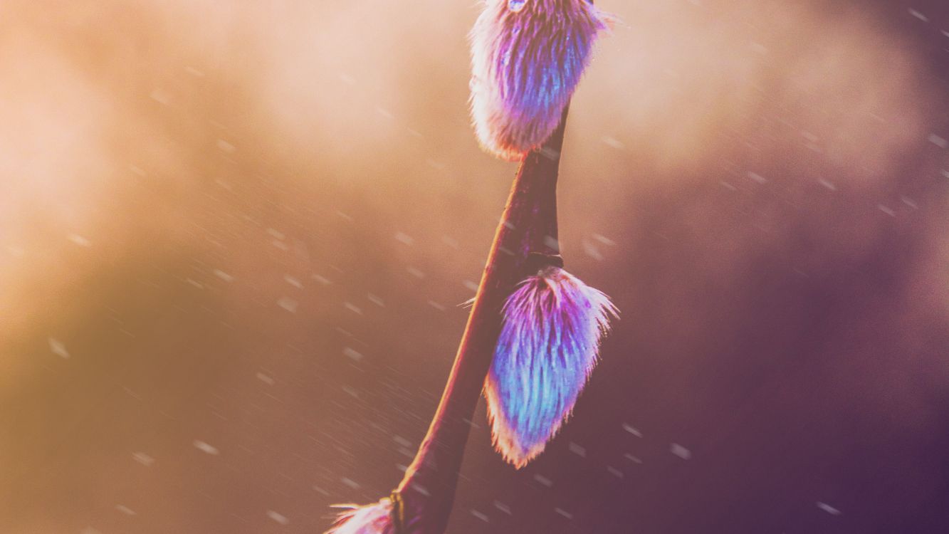 Обои розовый, Фиолетовый, пурпур, свет, вода в разрешении 4000x2250