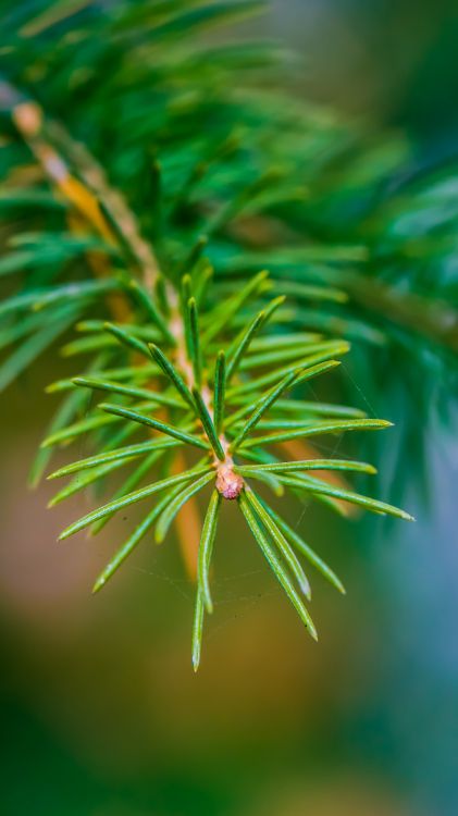 Обои растительность, дерево, пихта, Хвойные, ель в разрешении 1080x1920