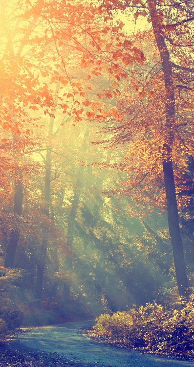 Обои атмосфера, экорегион, Люди в природе, природа, природный ландшафт в разрешении 1080x2040