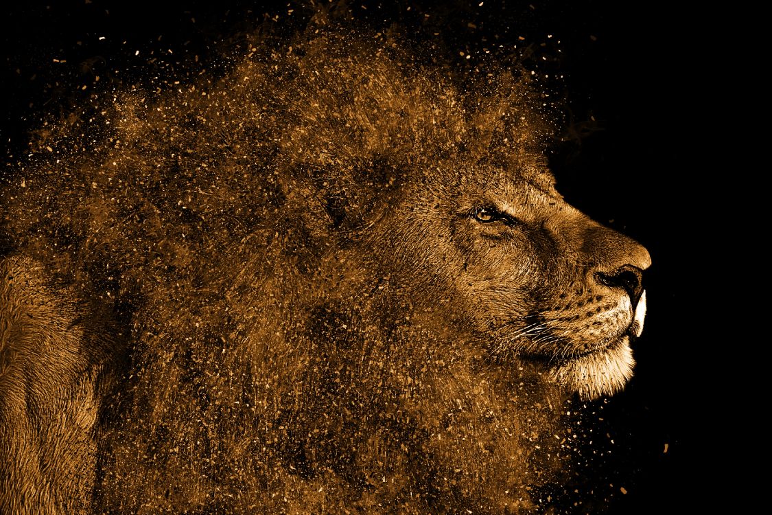 Обои Лев, большая кошка, волосы, масаи Лев, живая природа в разрешении 3888x2592