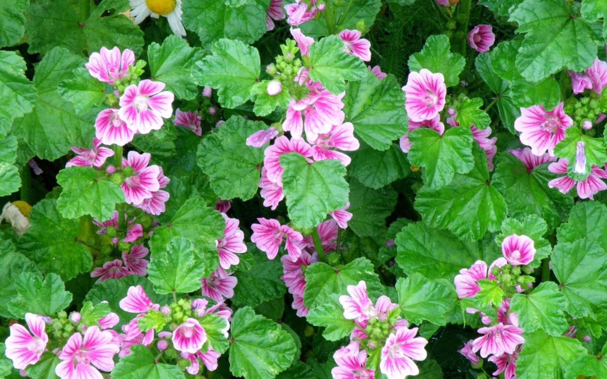 Обои цветковое растение, однолетнее растение, растение, почвопокровная, полукустарник в разрешении 1920x1200