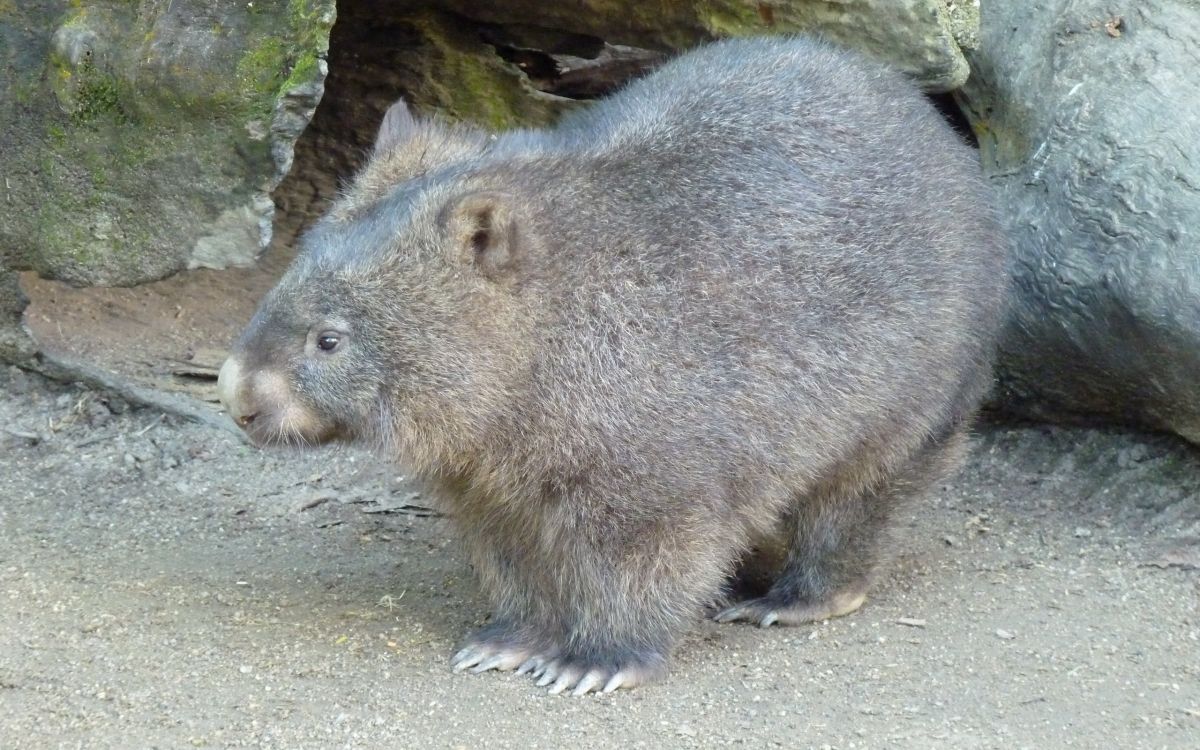 Обои вомбат, наземные животные, сумчатое животное, грызун, Гепард в разрешении 2560x1600