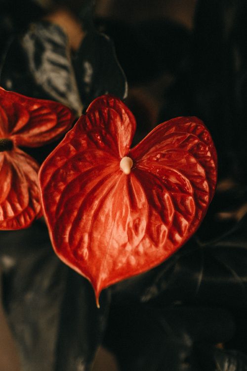 Обои красный цвет, цветок, растение, фрукты, Апельсин в разрешении 2906x4359