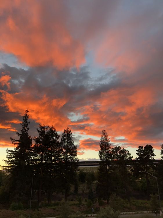 Обои водоем, дорога, природа, ночь, растительность в разрешении 1536x2048