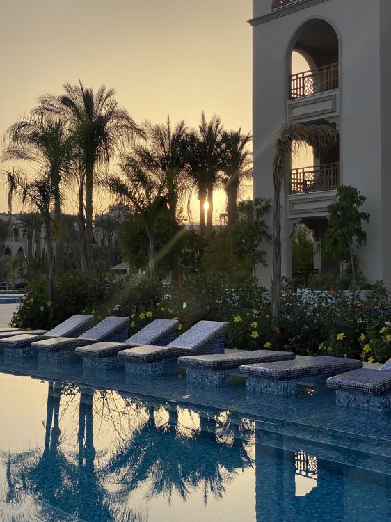 Обои отражение, вода, растение, дневное время, свойство в разрешении 1536x2048