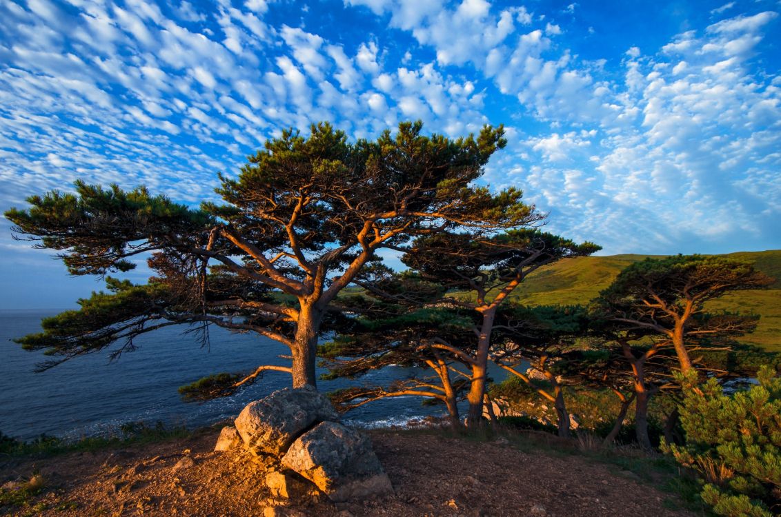 Обои сосна, дерево, природа, растительность, дикая местность в разрешении 2000x1325