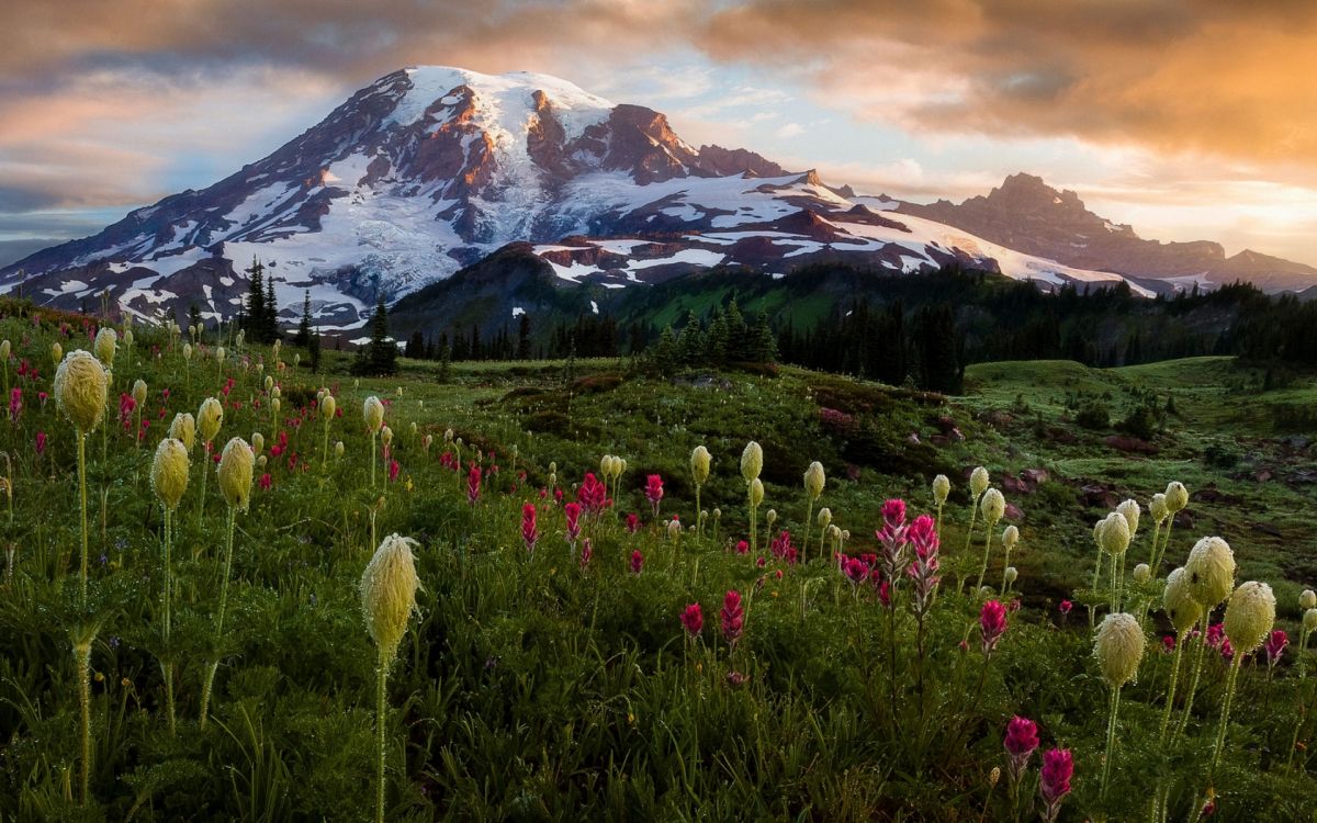 Обои полевой цветок, блог, цветок, облако, растение в разрешении 1920x1200