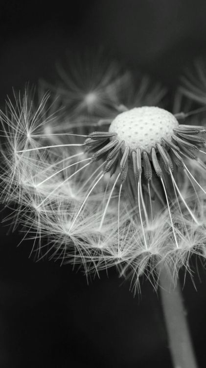 Обои Elephone,  Elephone P8, м тек турбо l7, смартфон, 0 51 гб в разрешении 1080x1920