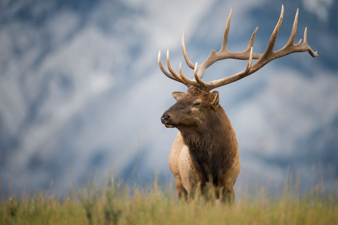 Обои живая природа, лось, олень, американский лось, Северный олень в разрешении 2560x1707