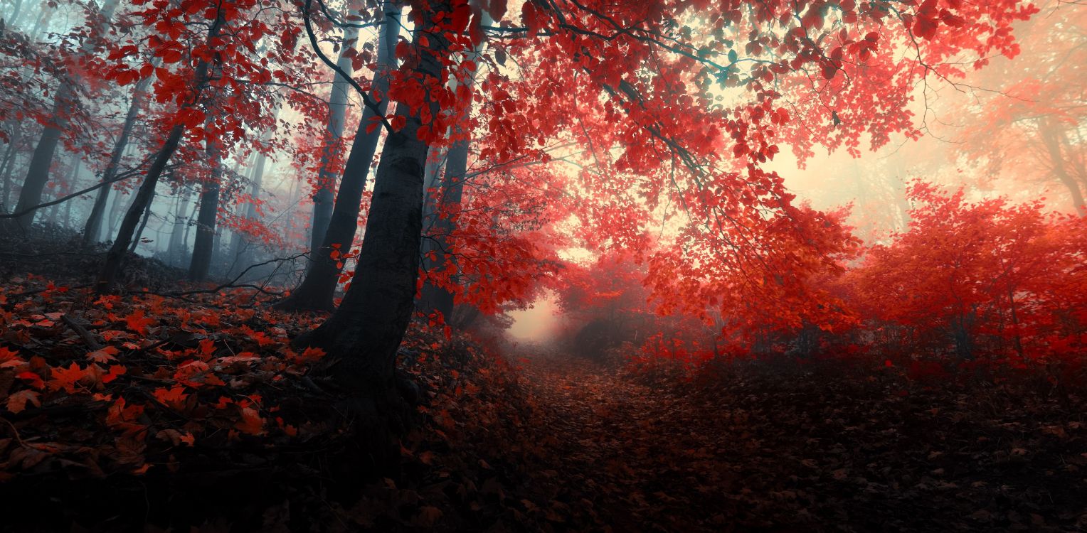 Обои осенний лес, дерево, природа, красный цвет, лист в разрешении 4218x2069
