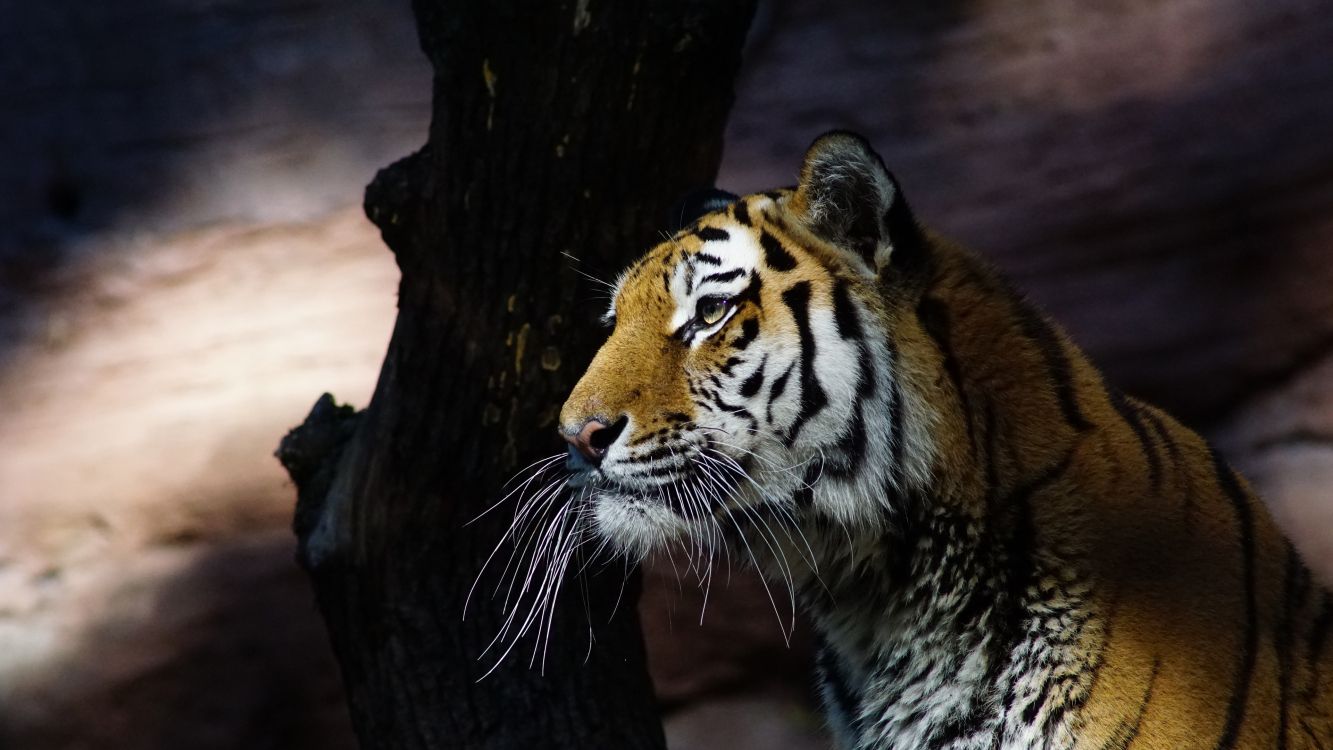 Обои тигр, кошачьих, живая природа, бенгальский тигр, бакенбарды в разрешении 3840x2160