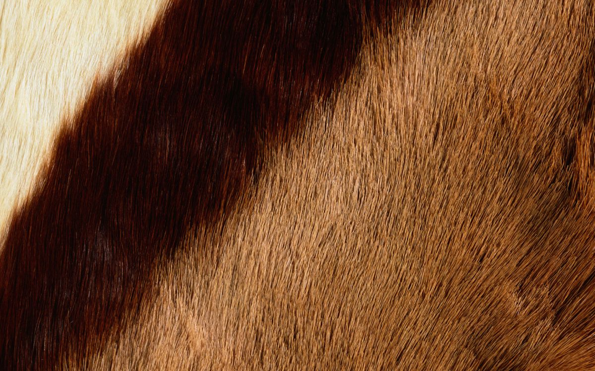 Обои мех, морда, живая природа, грива, древесина в разрешении 2560x1600