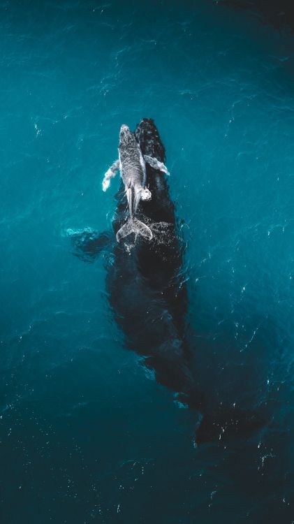 Обои касатка, синий Кит, горбач, китовая акула, вода в разрешении 1080x1920