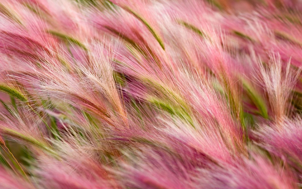 Обои трава, розовый, растение, семейство травы, macbook в разрешении 3840x2400