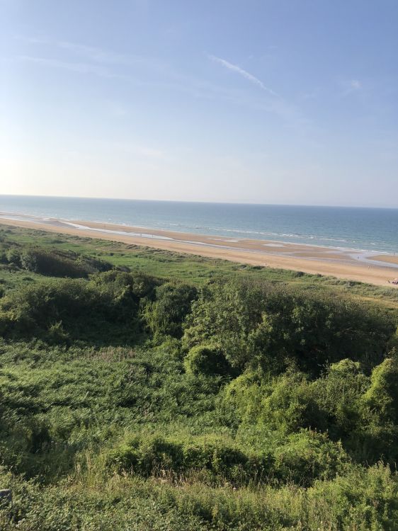 Обои кустарник, степ, сенокосное угодье, растительность, растительное сообщество в разрешении 1536x2048