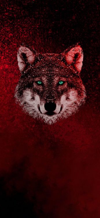 Обои темнота, Тикток, андроид, создатель логотипа на обложке, бакенбарды в разрешении 1080x2340