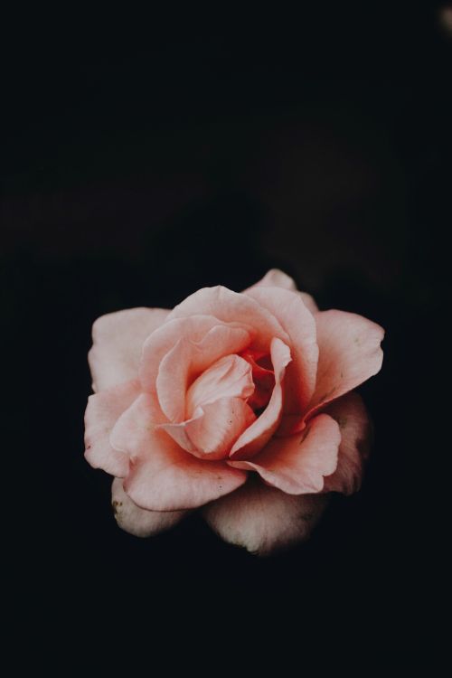 Обои розовый, сад роз, белые, лепесток, Роза в разрешении 3072x4608