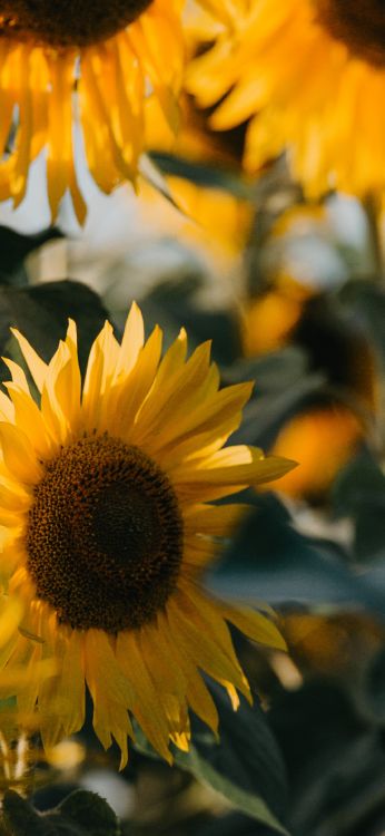 Обои Финансы, налог, деньги, Кординерское богатство, путеводитель в разрешении 1080x2340