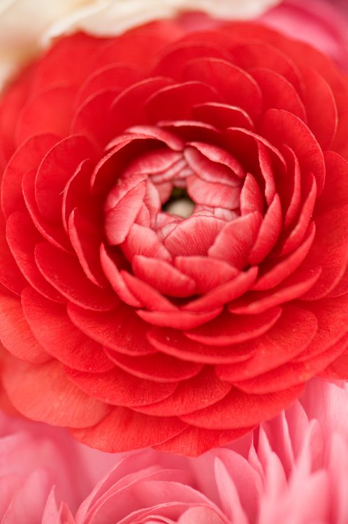 Обои лепесток, розовый, красный цвет, цветок, Роза в разрешении 2848x4288