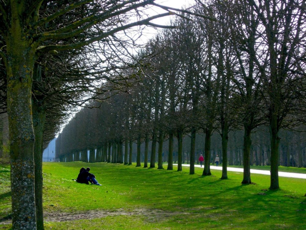 Обои дерево, природа, древесные растения, растение, листья в разрешении 2048x1536