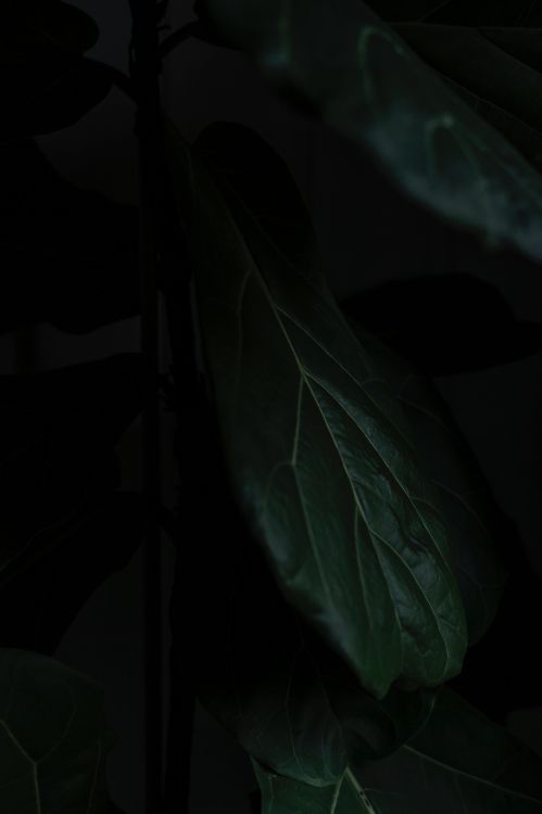 Обои лист, черный, зеленый, темнота, растение в разрешении 3332x4998
