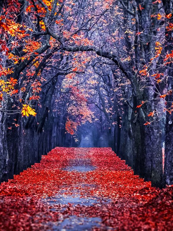 Обои дерево, лист, красный цвет, природа, осень в разрешении 1536x2048