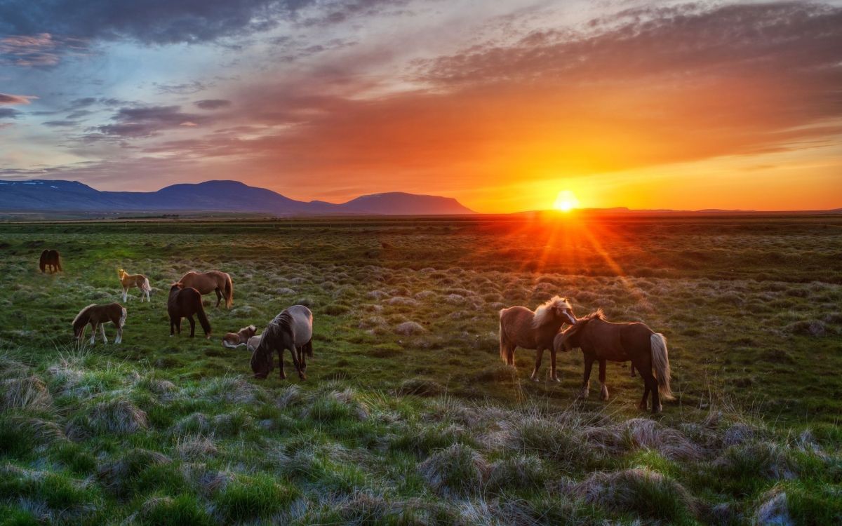 Обои исландская лошадь, Исландия, сенокосное угодье, выгон, пастбище в разрешении 2560x1600