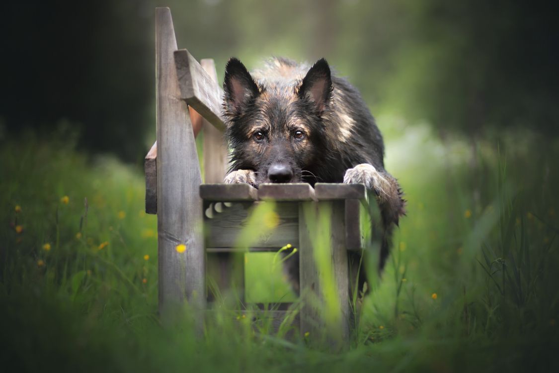 Обои пес, живая природа, морда, собака породы, Superkoira в разрешении 2560x1706