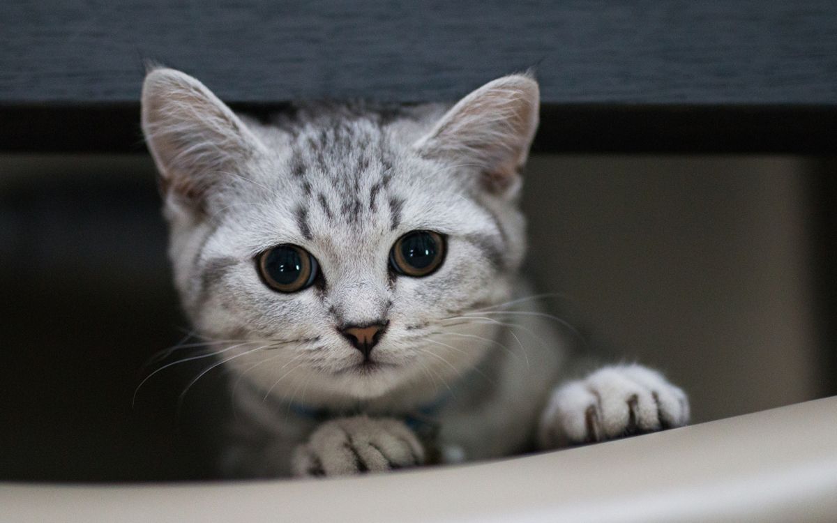 Обои британская короткошерстная, европейская короткошерстная, котенок, американская жесткошерстная кошка, бурмилла в разрешении 1920x1200