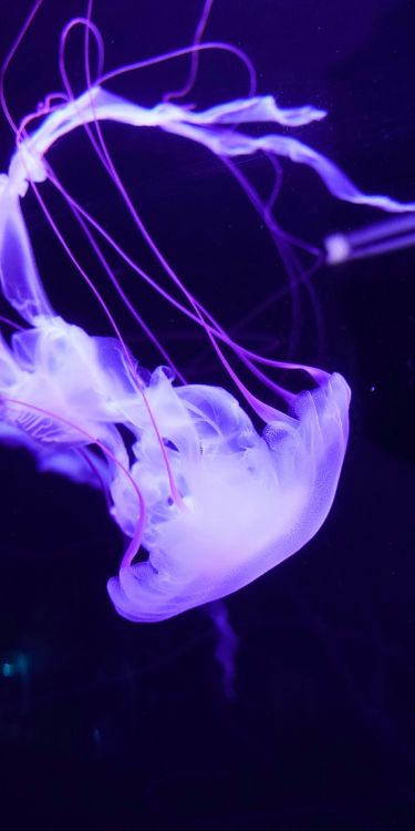 Обои Медуза, морская биология, Фиолетовый, свет, морские беспозвоночные в разрешении 1600x3200