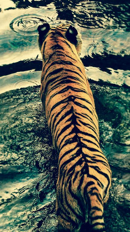 Обои кот, большая кошка, Белый тигр, бенгальский тигр, тигр в разрешении 2160x3840