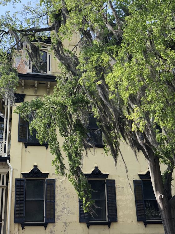 Обои дерево, недвижимость, ветвь, окно, свойство в разрешении 1536x2048