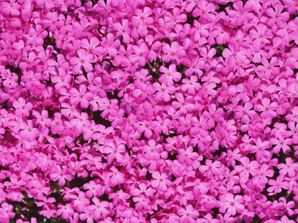 Обои розовый, лепесток, пурпурный цвет, растение, почвопокровная в разрешении 2048x1536