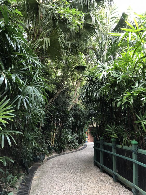 Обои растительность, пальмовые рощи, древесные растения, ботаники, наземное растение в разрешении 1536x2048