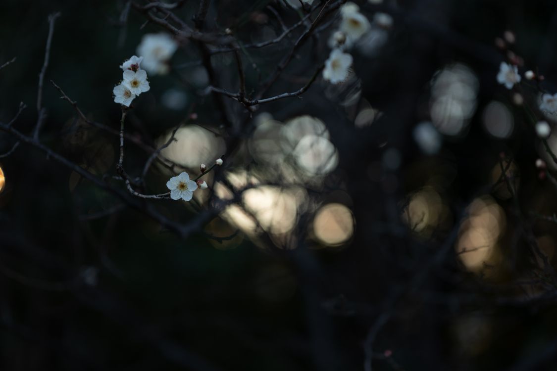 Обои темнота, свет, окружающая среда, ночь, небо в разрешении 6000x4000