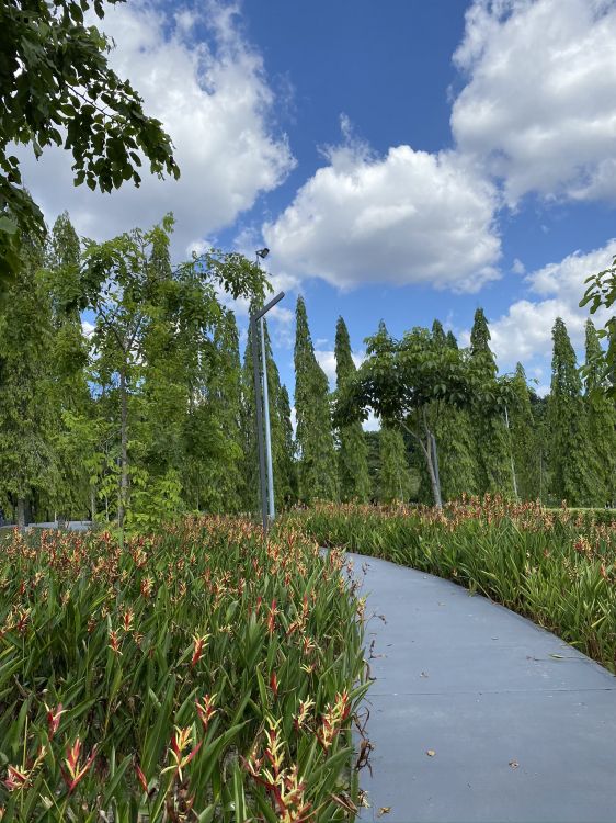 Обои природа, облако, ботаники, наземное растение, сад в разрешении 1536x2048