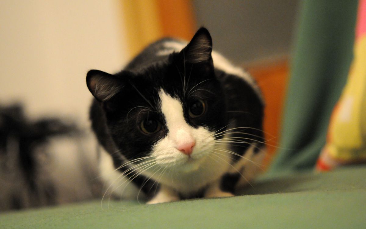 Обои котенок, мейн кун, кошки сфинксы, розовый кот, привлекательность в разрешении 2560x1600