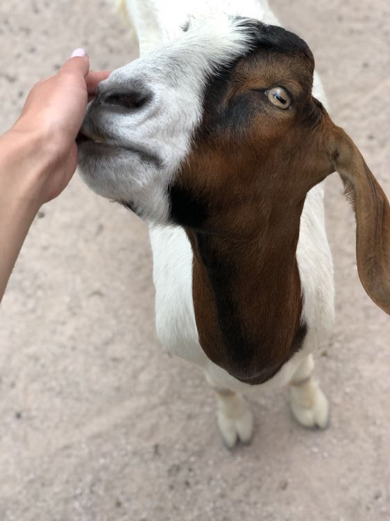 Обои коза, кожа, Козлов, наземные животные, пасть в разрешении 3024x4032