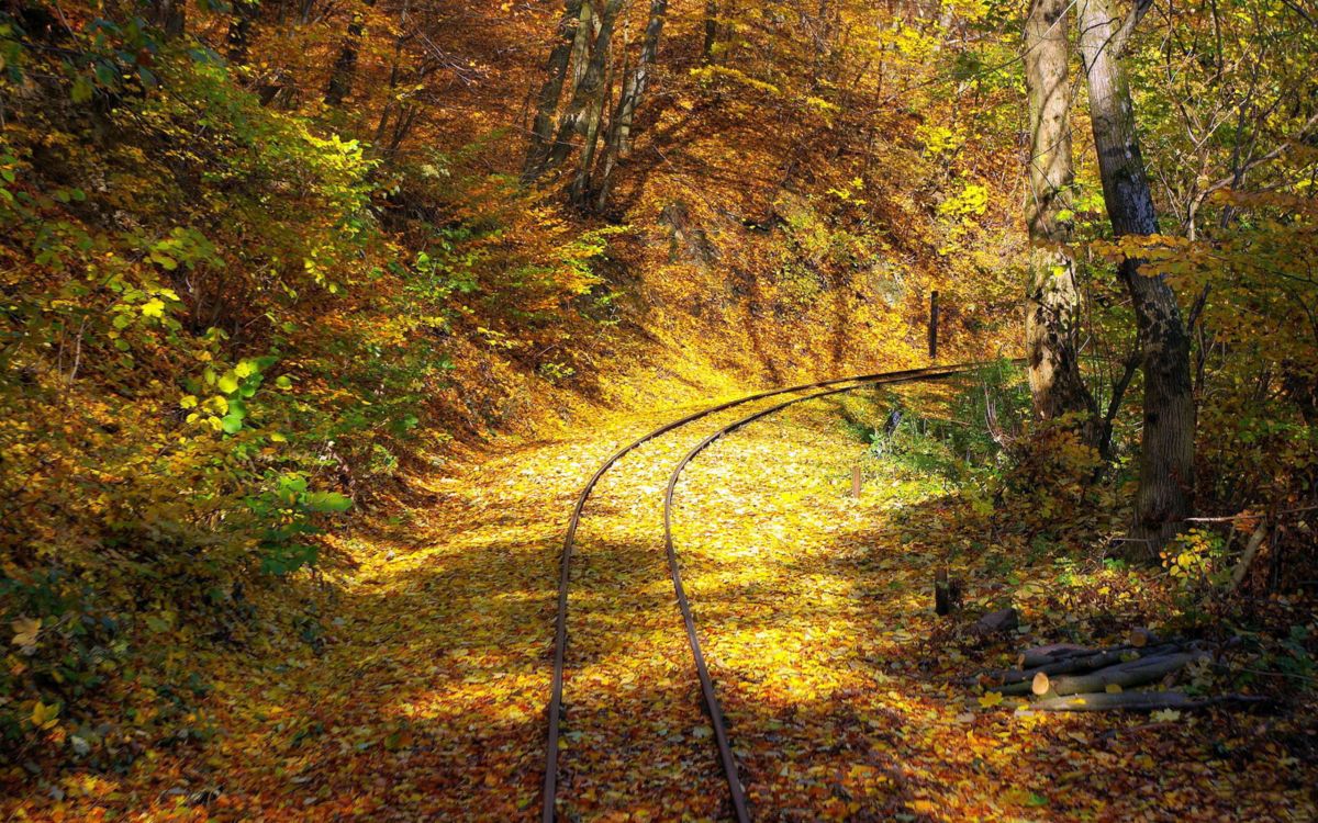 Обои осень, железнодорожный транспорт, трек, лес, природа в разрешении 2560x1600