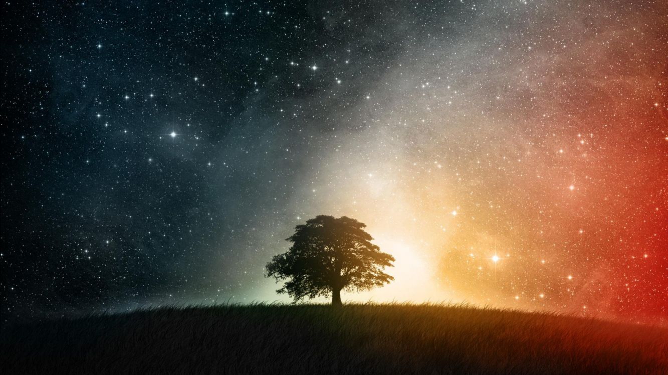 Обои природа, атмосфера, дерево, ночь, звезда в разрешении 2560x1440