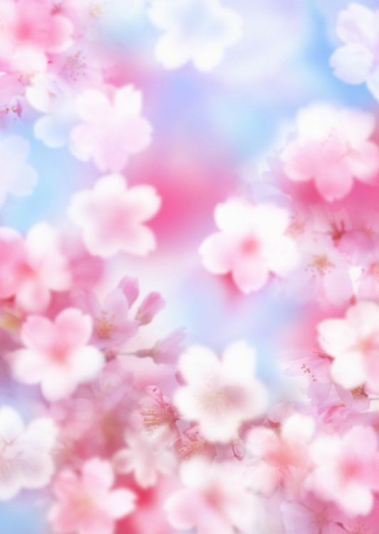 Обои розовый, лепесток, цветок, расцвет, весна в разрешении 3539x4986