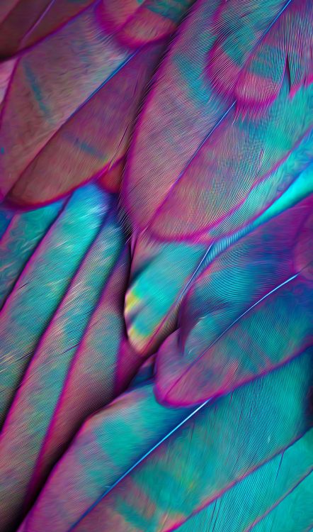 Обои эстетика, пурпур, лепесток, ткань, розовый в разрешении 2004x3400